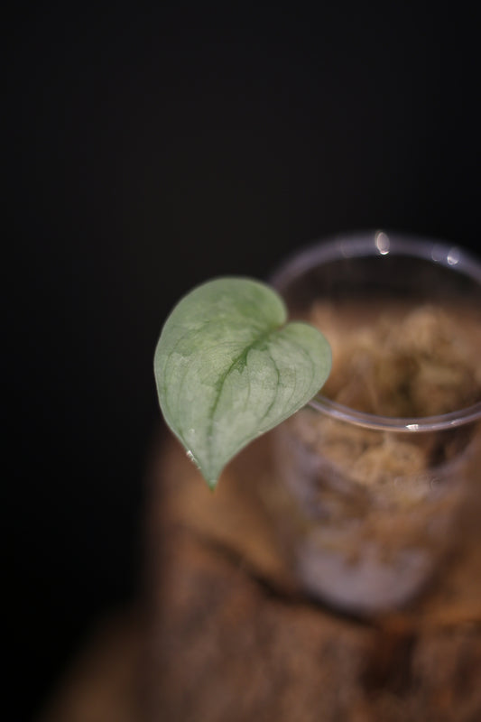 Scindapsus Silver Platinum Mutation | Bright Silver Trailing Houseplant