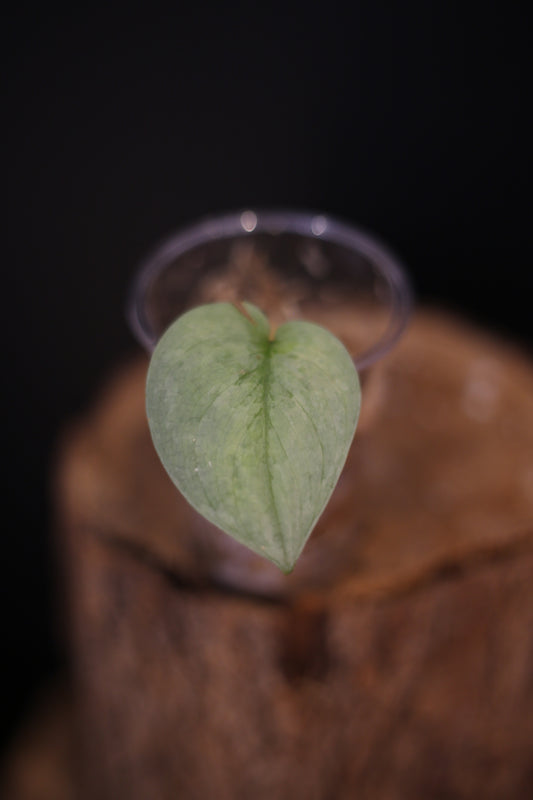 Rare Scindapsus Silver Platinum Mutation | Shimmering Silver Aroid UK
