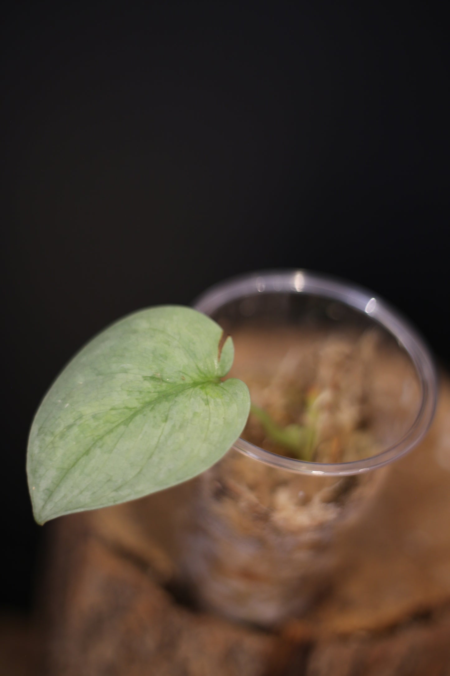 Rare Scindapsus Silver Platinum Mutation | Shimmering Silver Aroid UK