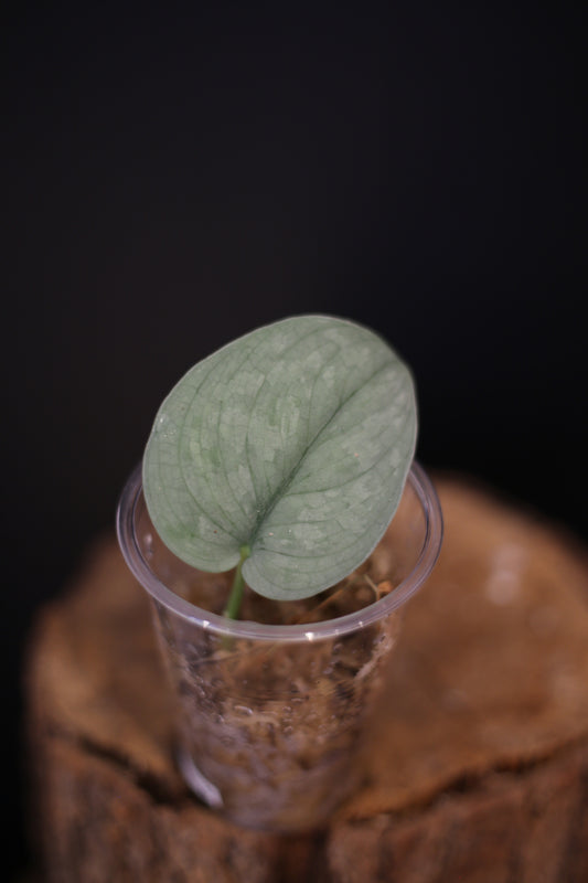 Scindapsus Silver Platinum Mutation | Rare Metallic Silver Collector Plant