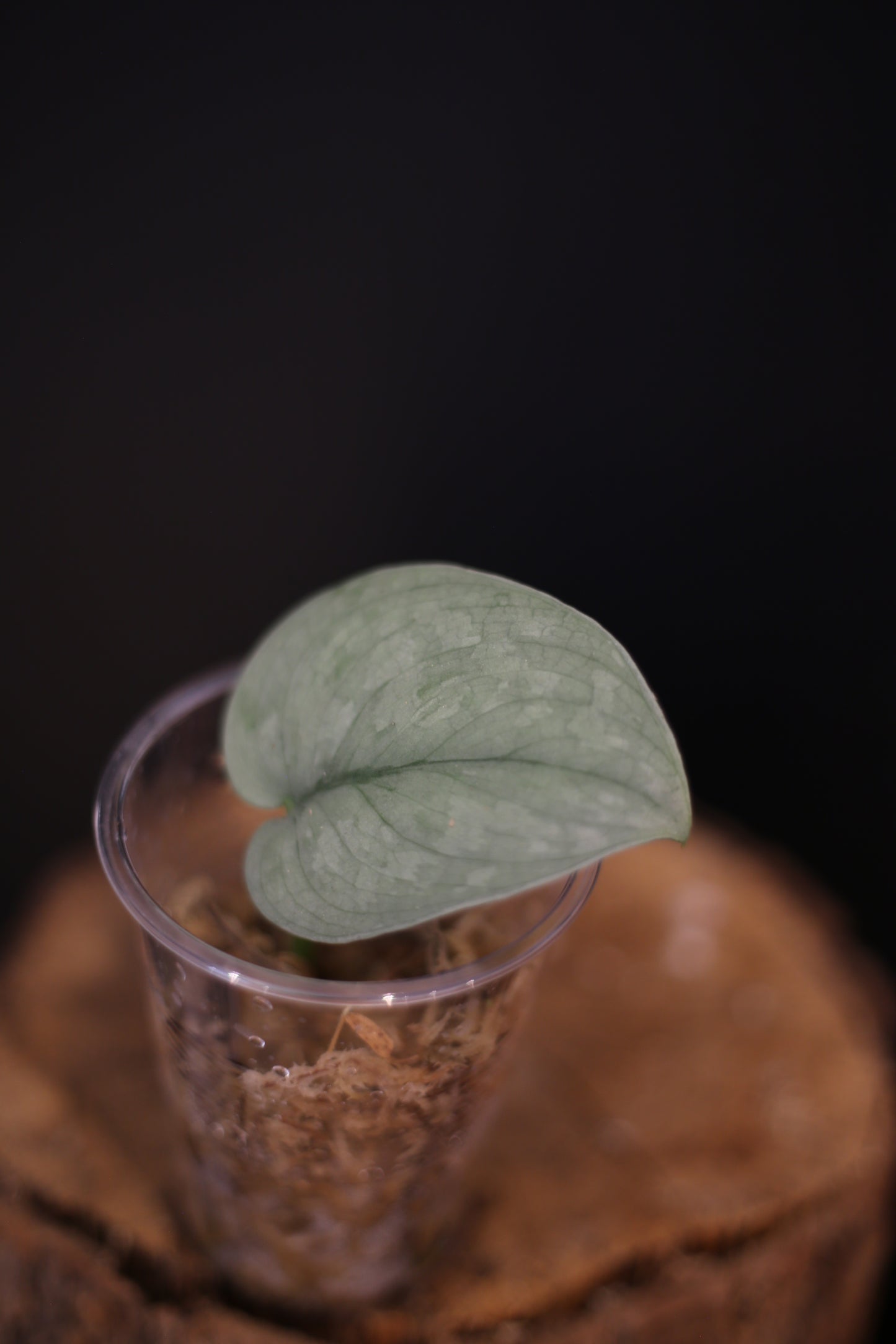 Scindapsus Silver Platinum Mutation | Rare Metallic Silver Collector Plant