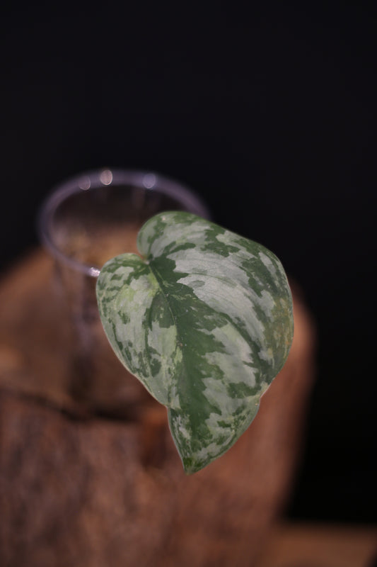 Scindapsus Blue Sky | Rare Blue Silver Aroid Trailing Houseplant UK