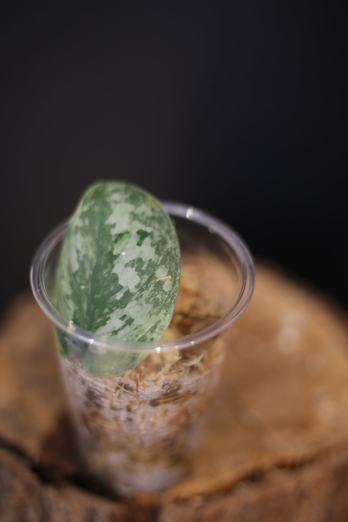 Rare Scindapsus Blue Sky | Silver Blue Toned Trailing Plant