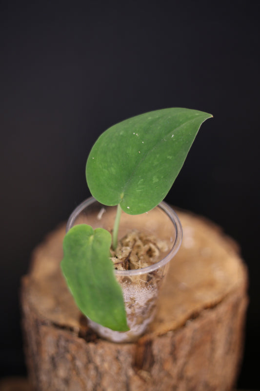 Scindapsus Jade Satin Dark | Rare Deep Green Aroid Trailing Houseplant UK