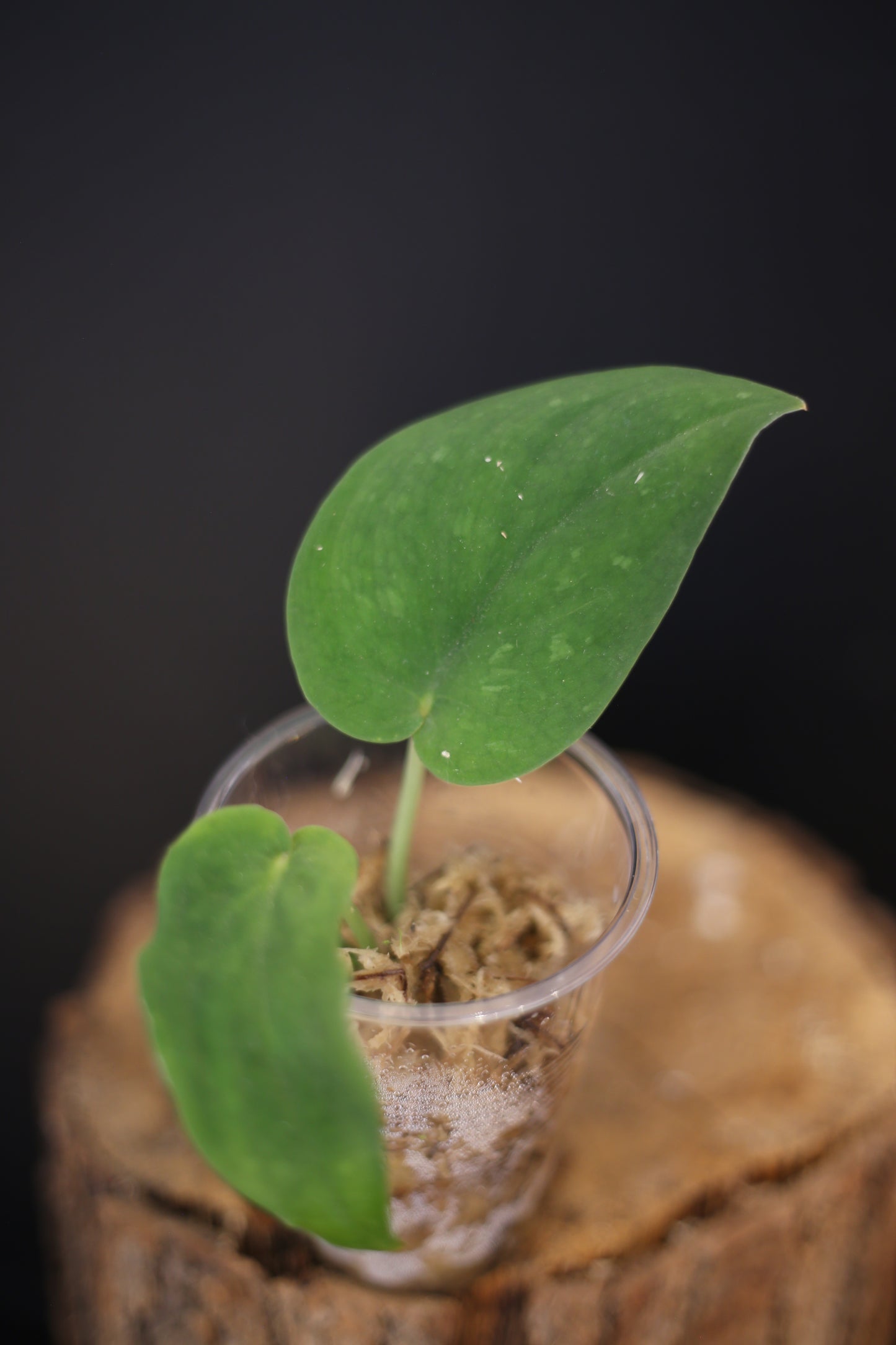 Scindapsus Jade Satin Dark | Rare Deep Green Aroid Trailing Houseplant UK