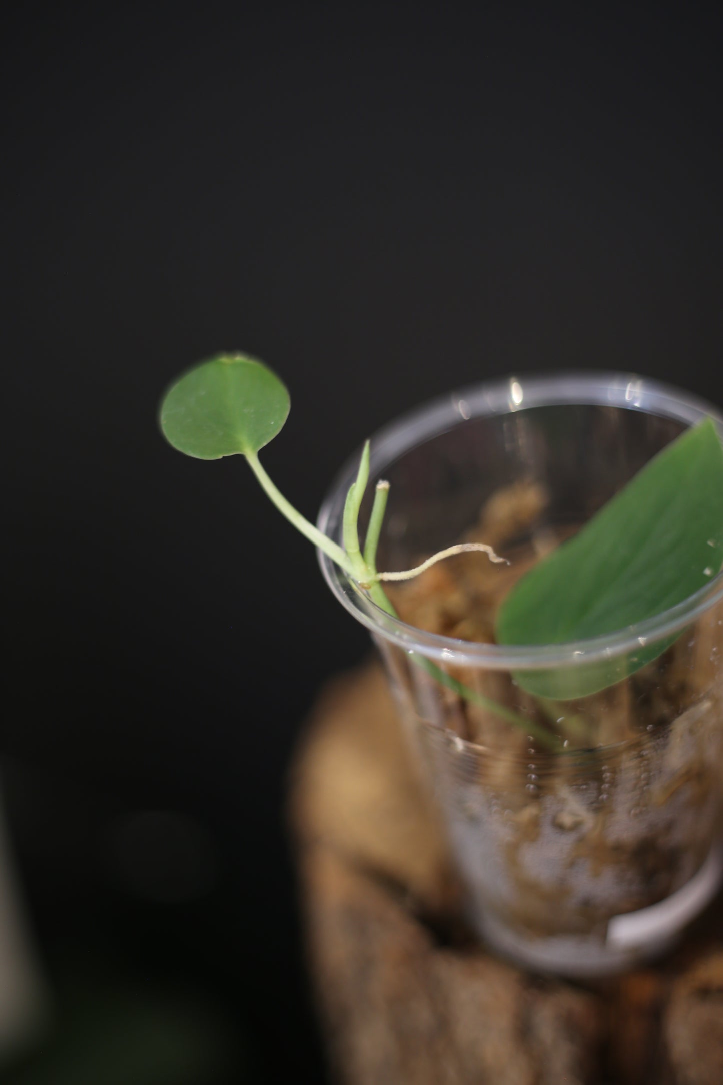 Rare Scindapsus Jade Satin Dark | Glossy Dark Green Trailing Plant