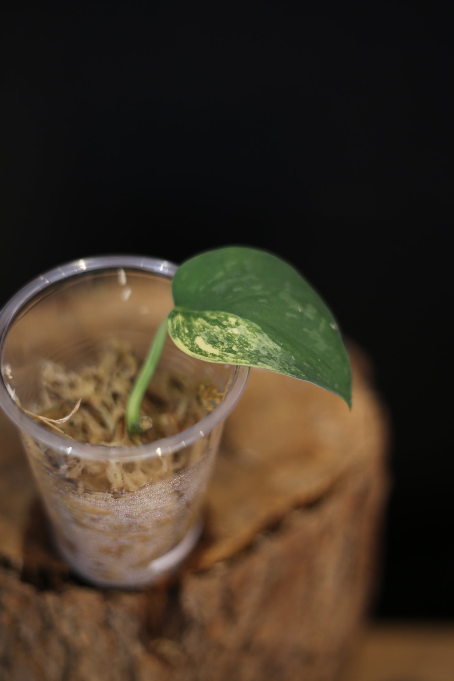 Rare Scindapsus Yellow Phoenix | Golden Textured Trailing Plant