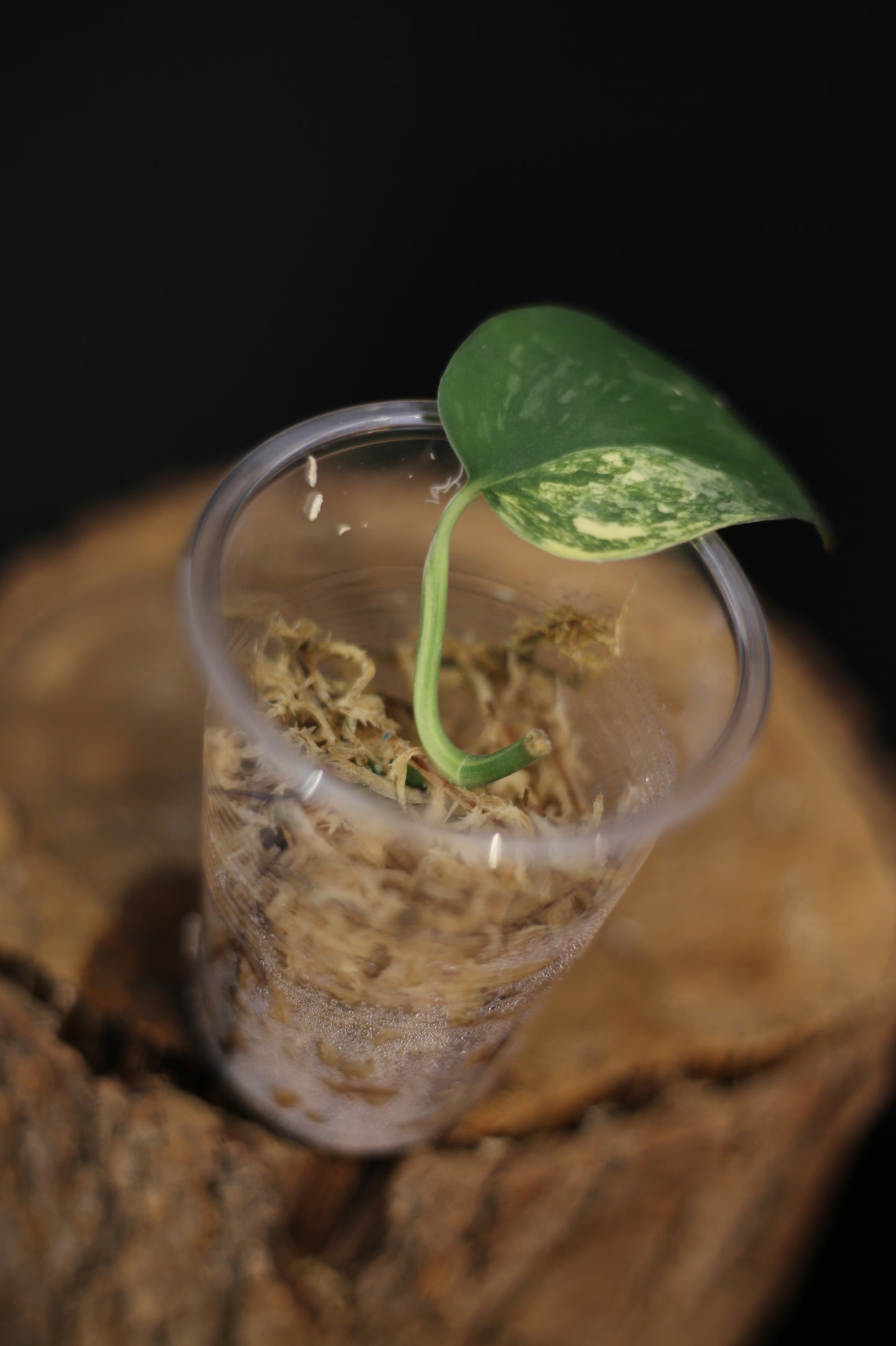 Rare Scindapsus Yellow Phoenix | Golden Textured Trailing Plant