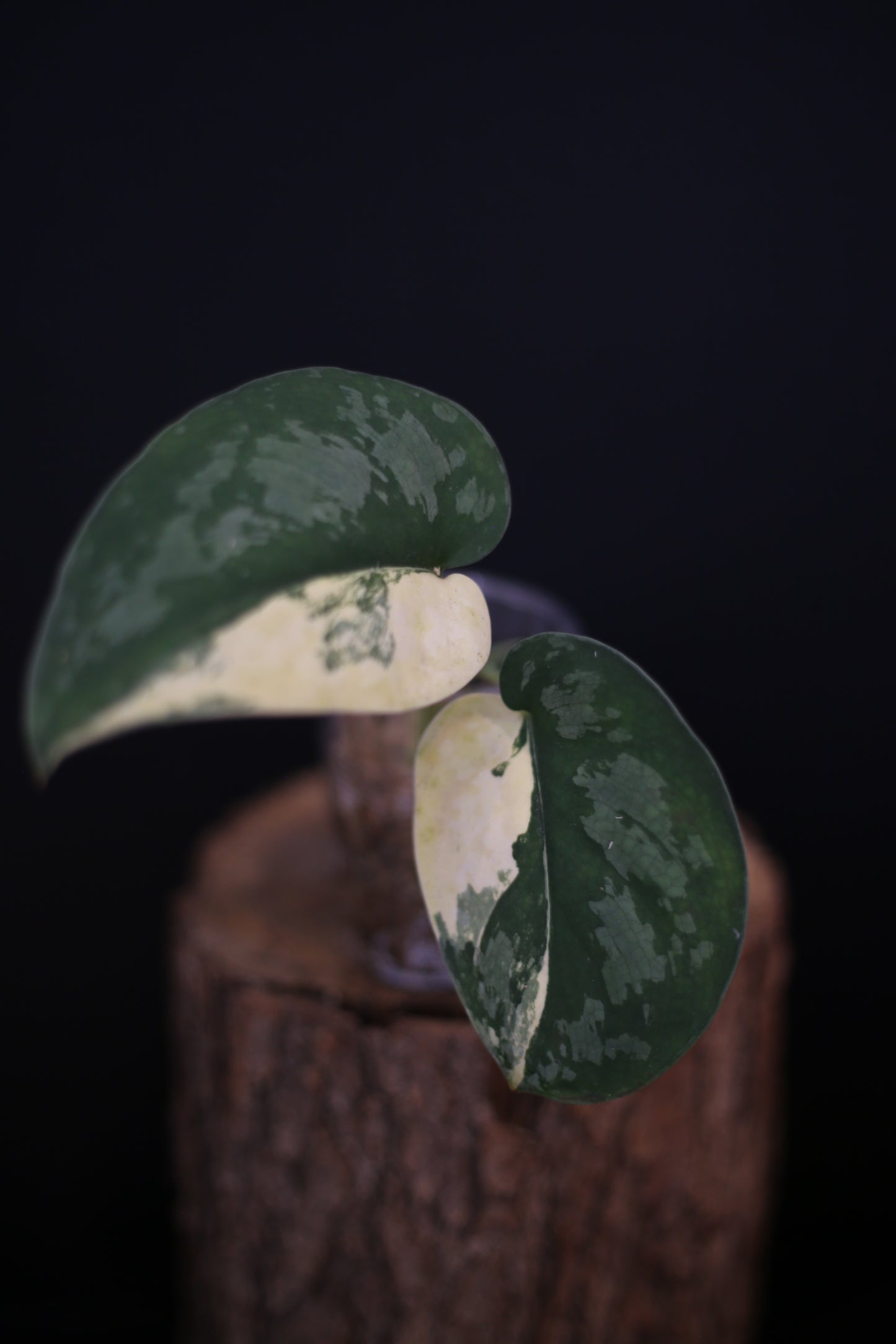 Scindapsus Suwarnabhumi Variegated | Rare Elongated Leaf Aroid UK Grown