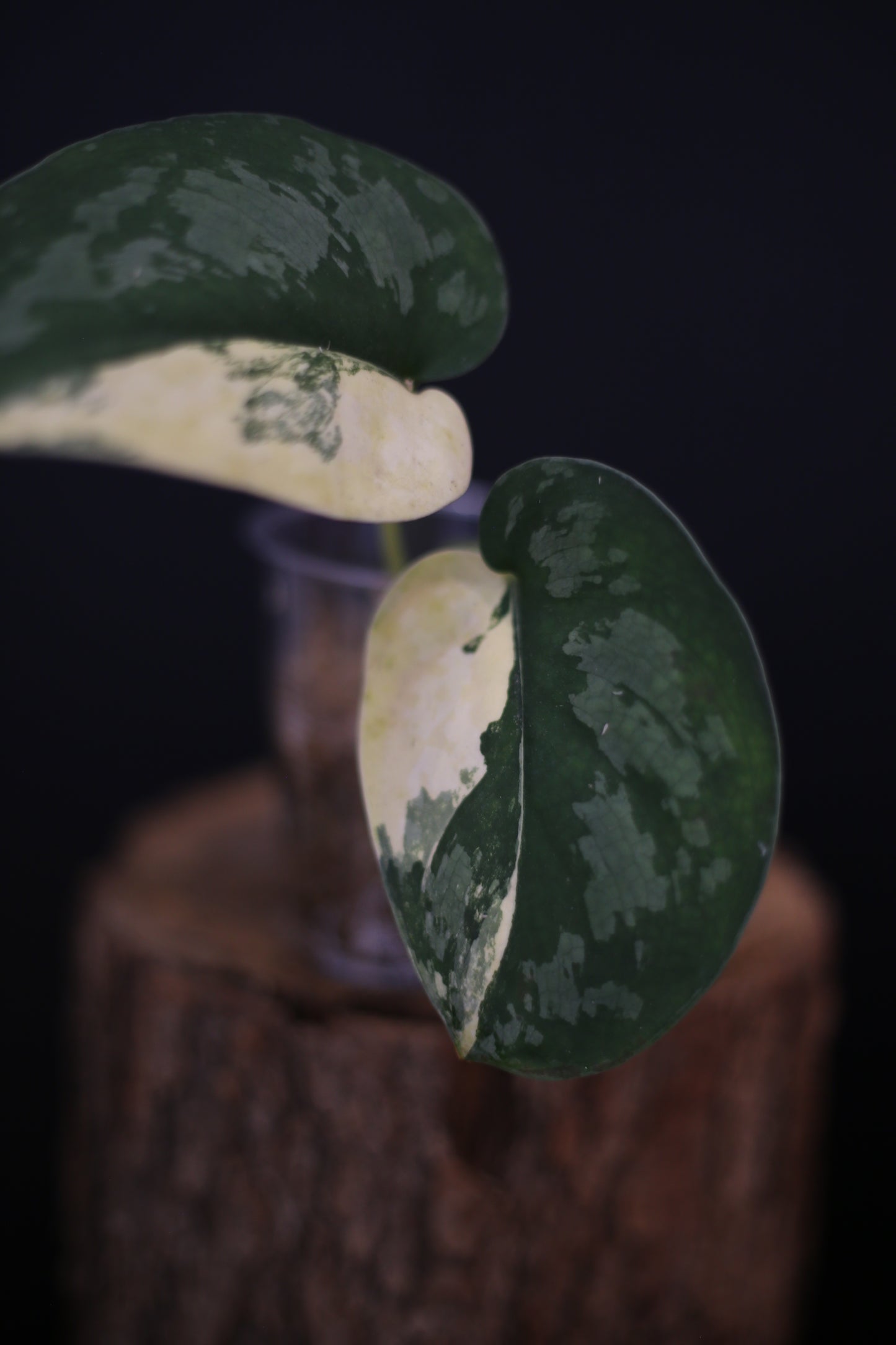 Scindapsus Suwarnabhumi Variegated | Rare Elongated Leaf Aroid UK Grown