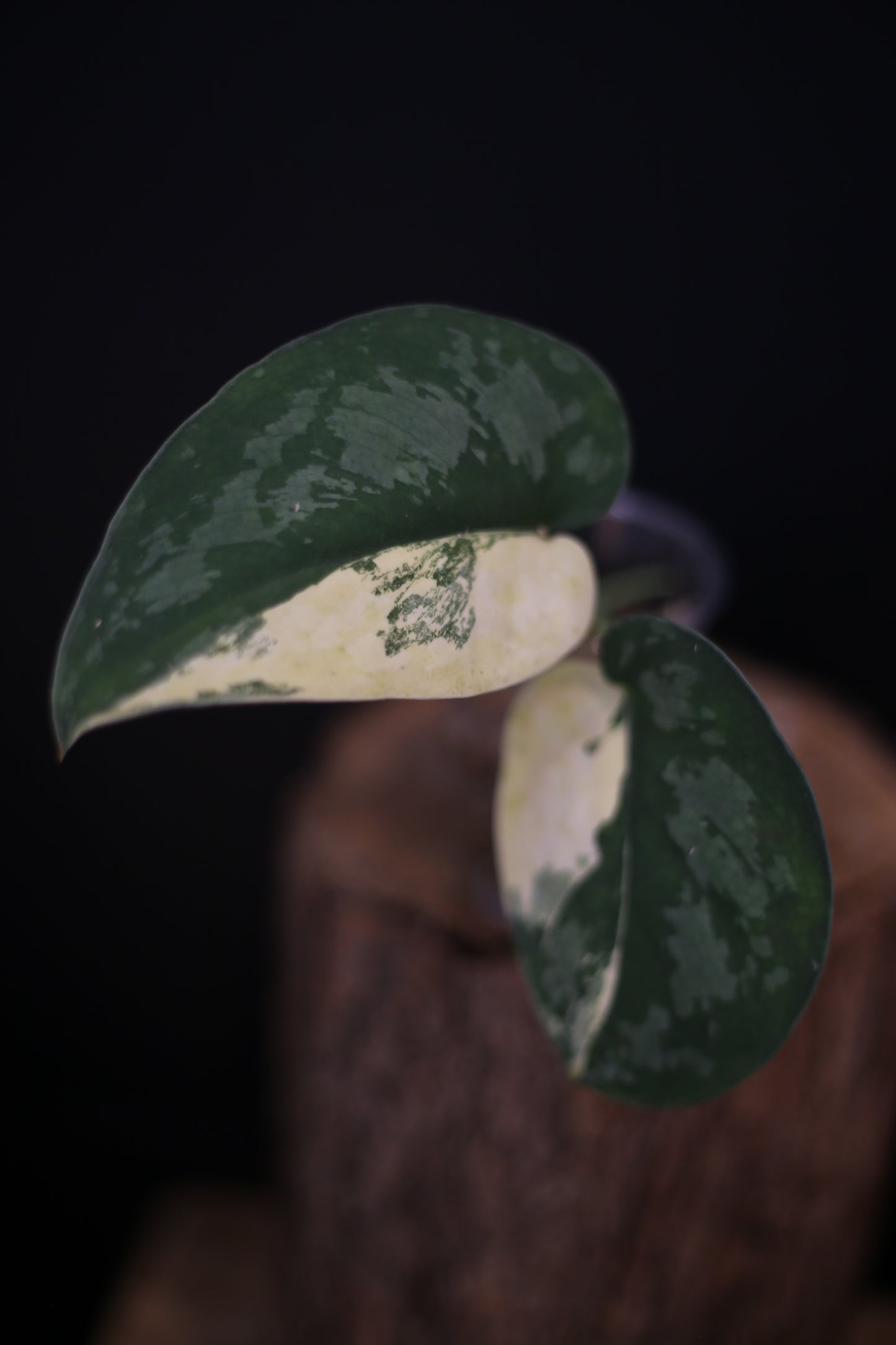 Scindapsus Suwarnabhumi Variegated | Rare Elongated Leaf Aroid UK Grown
