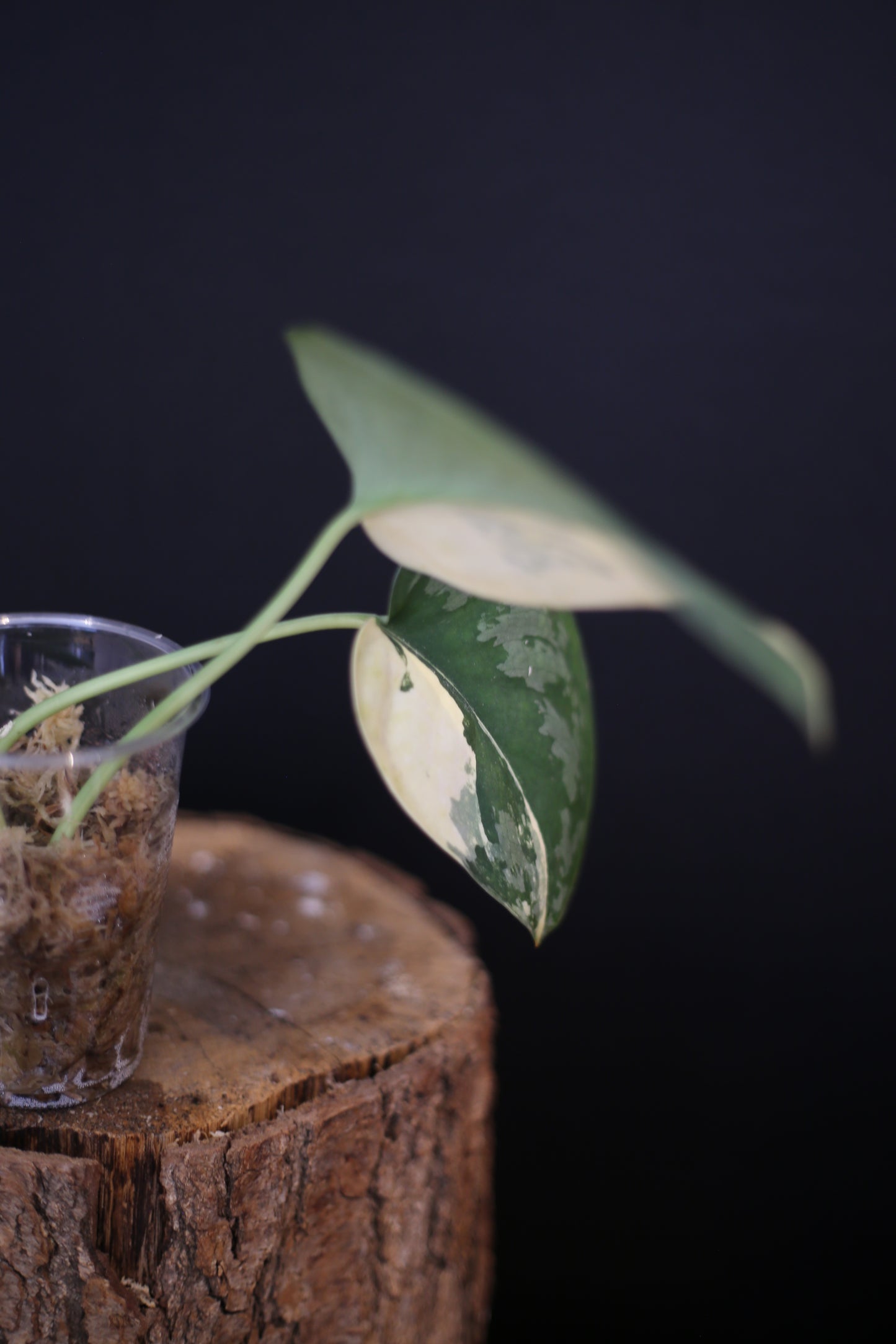 Scindapsus Suwarnabhumi Variegated | Rare Elongated Leaf Aroid UK Grown