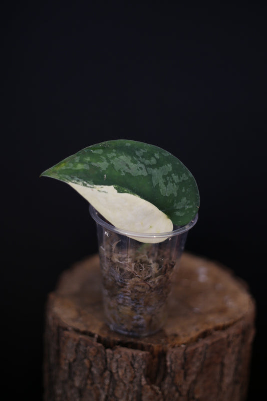 Scindapsus Suwarnabhumi Variegated | Shimmering Silver Trailing Houseplant