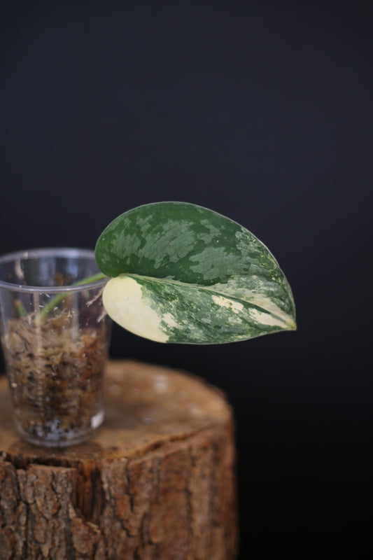 Rare Scindapsus Suwarnabhumi Variegated | Highly Sought Collector Aroid