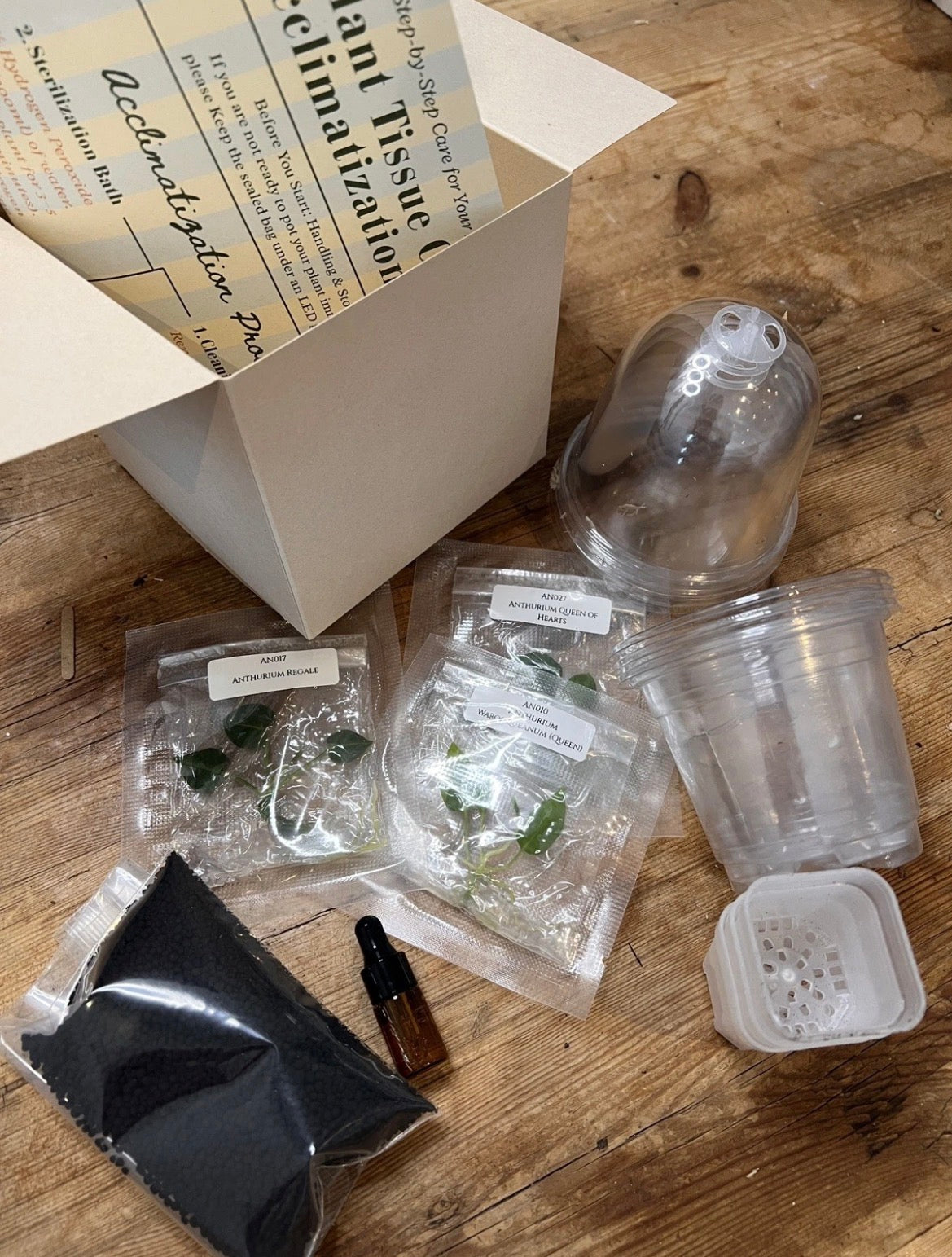 Nook - Your First Tissue Culture Set (3 Anthurium Plants)