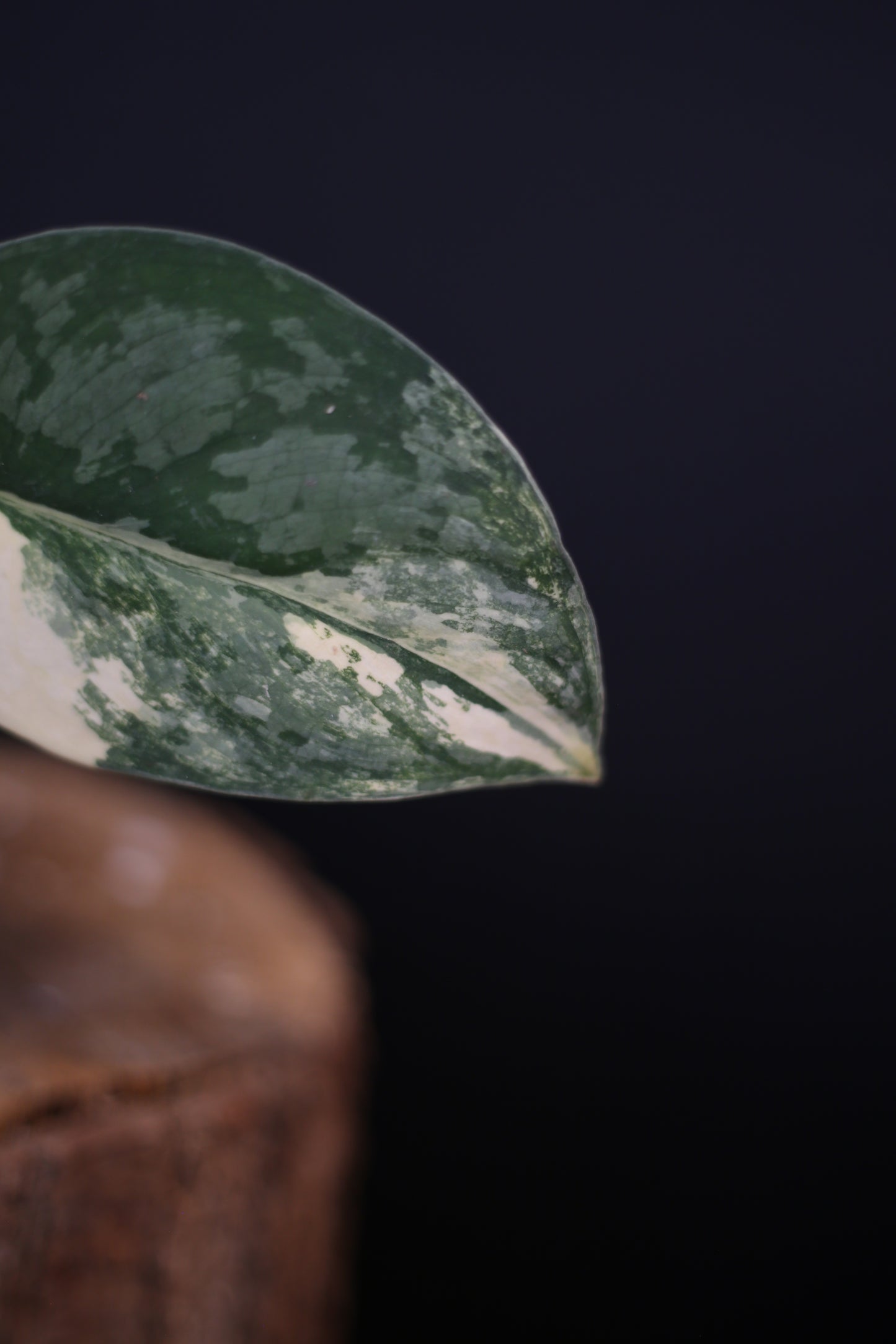 Rare Scindapsus Suwarnabhumi Variegated | Highly Sought Collector Aroid