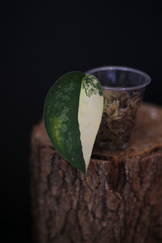Scindapsus Suwarnabhumi Variegated | Silver Flecked Trailing Plant UK