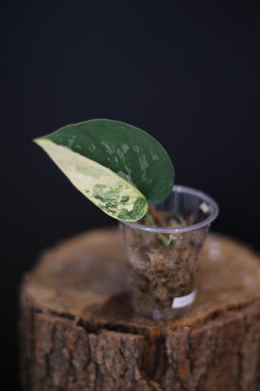 Scindapsus Suwarnabhumi Variegated | Elegant Variegated Aroid Houseplant