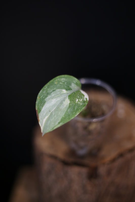Scindapsus Treubii Galaxy | Rare Silver Speckled Aroid Trailing Houseplant