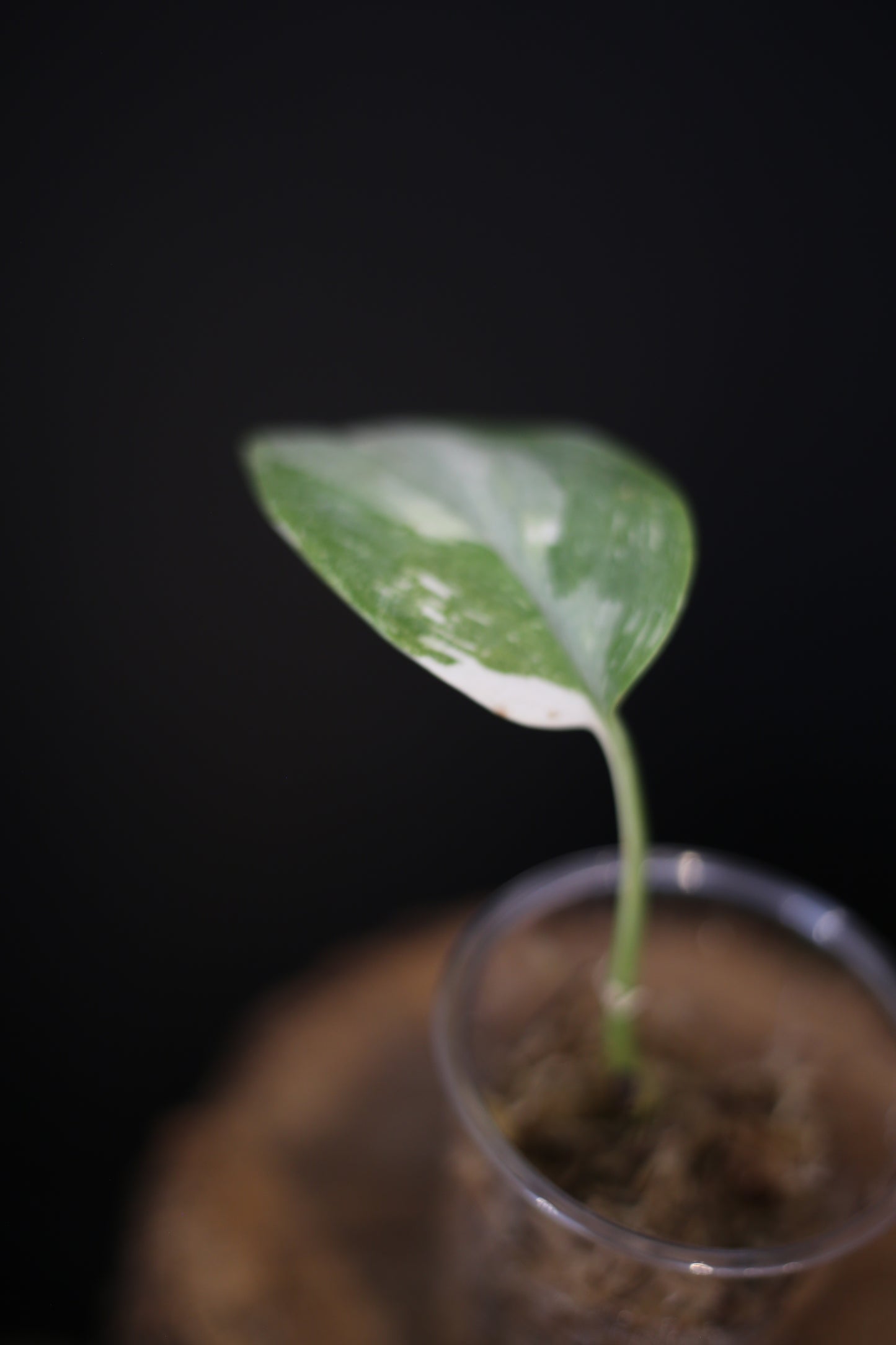 Scindapsus Treubii Galaxy | Rare Silver Speckled Aroid Trailing Houseplant