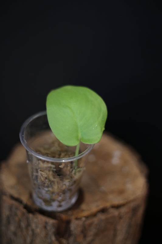 Scindapsus Jade Satin GOG Variegated | Rare Glossy Green Aroid Houseplant