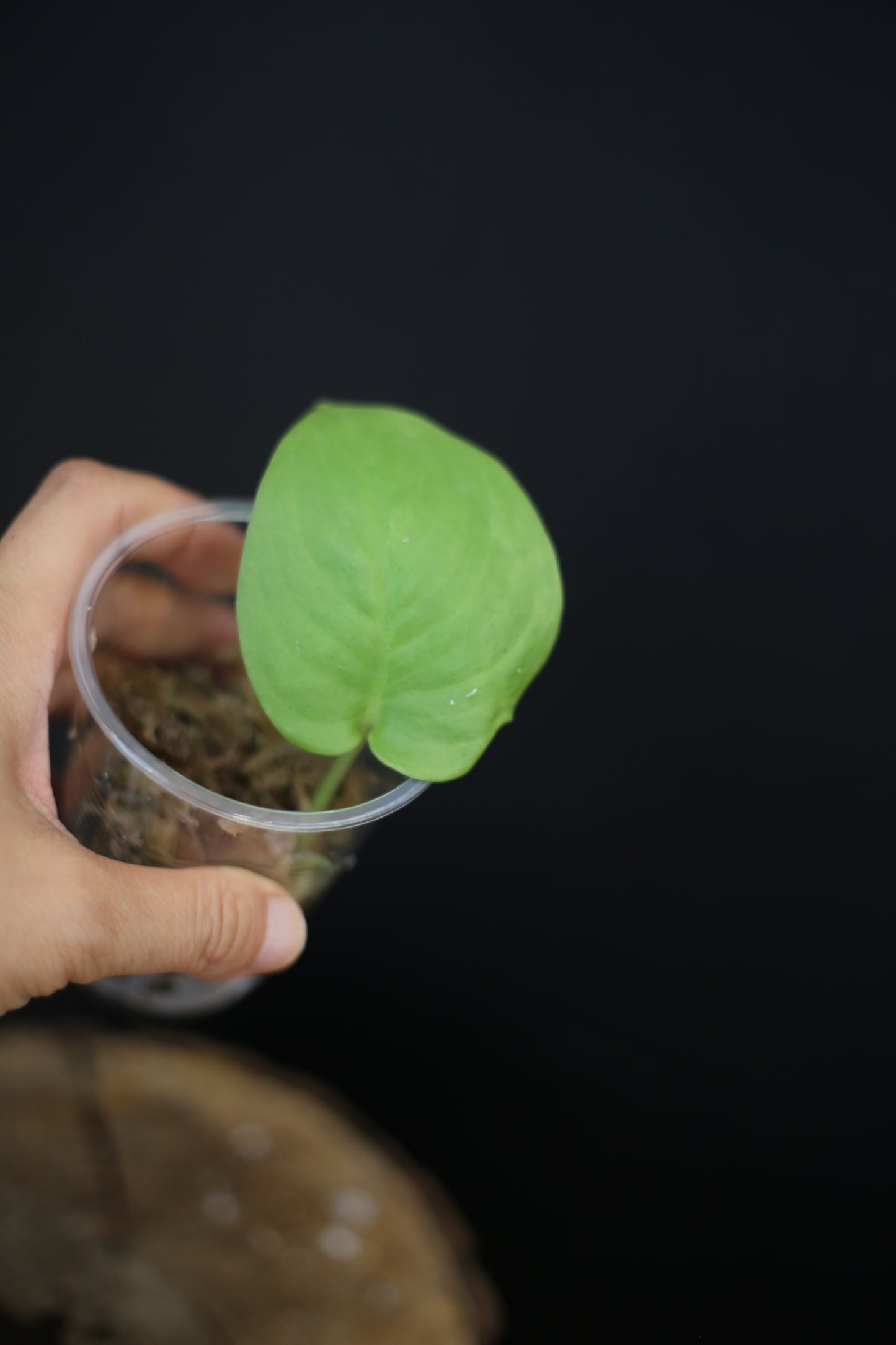 Scindapsus Jade Satin GOG Variegated | Rare Glossy Green Aroid Houseplant