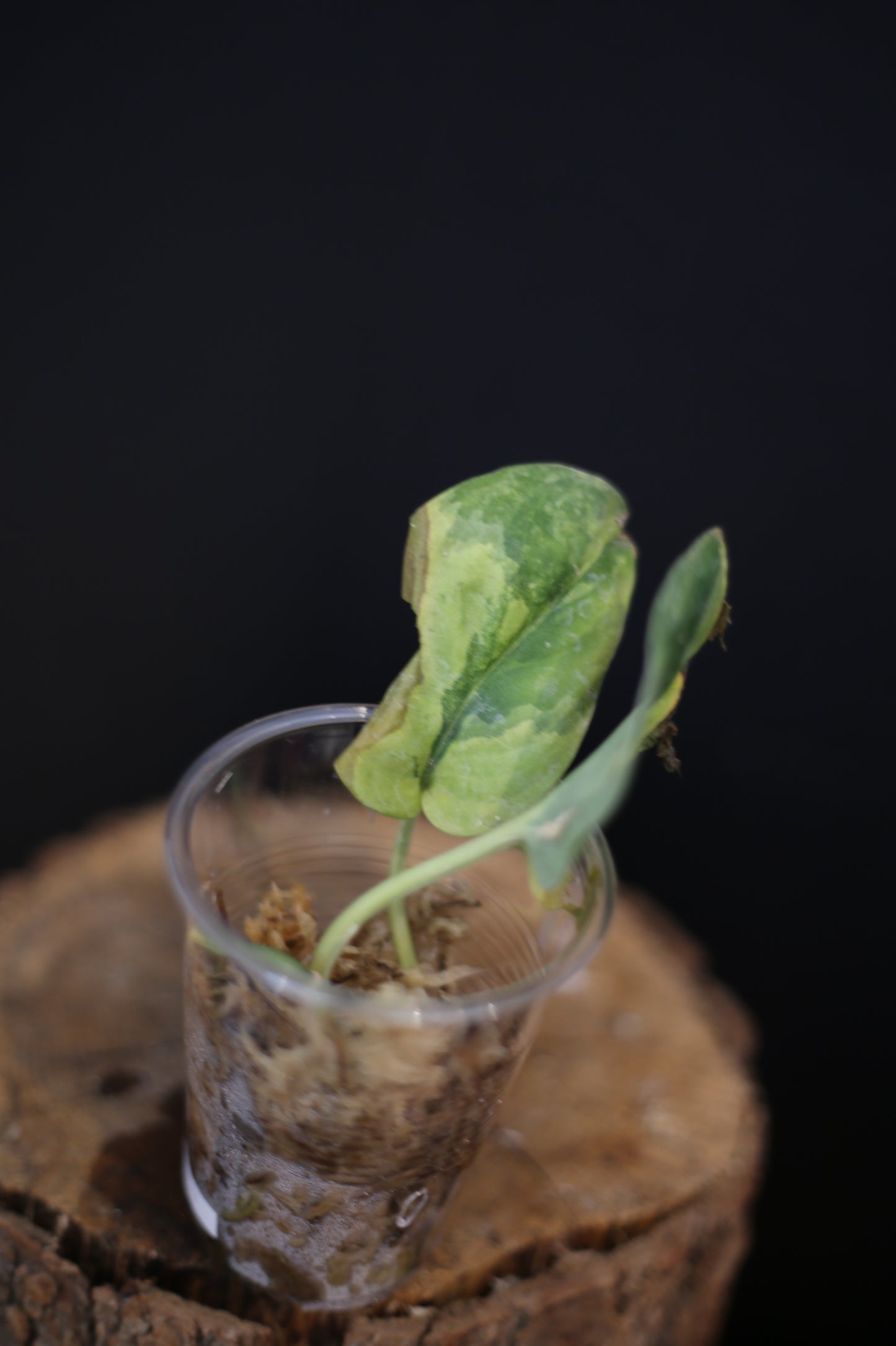 Second chance / Rare Scindapsus Jade Satin GOG Variegated | Cream Marbled Trailing Plant