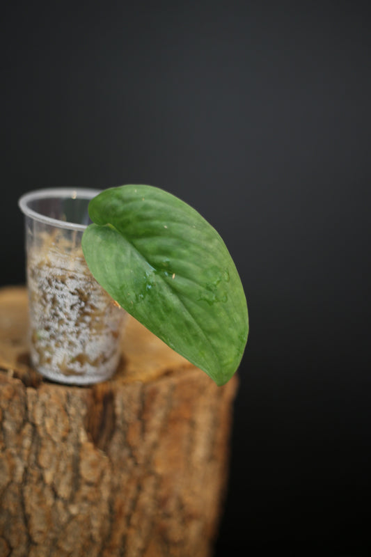 Scindapsus Silver Tattoo | Rare Silver Marbled Aroid Trailing Houseplant
