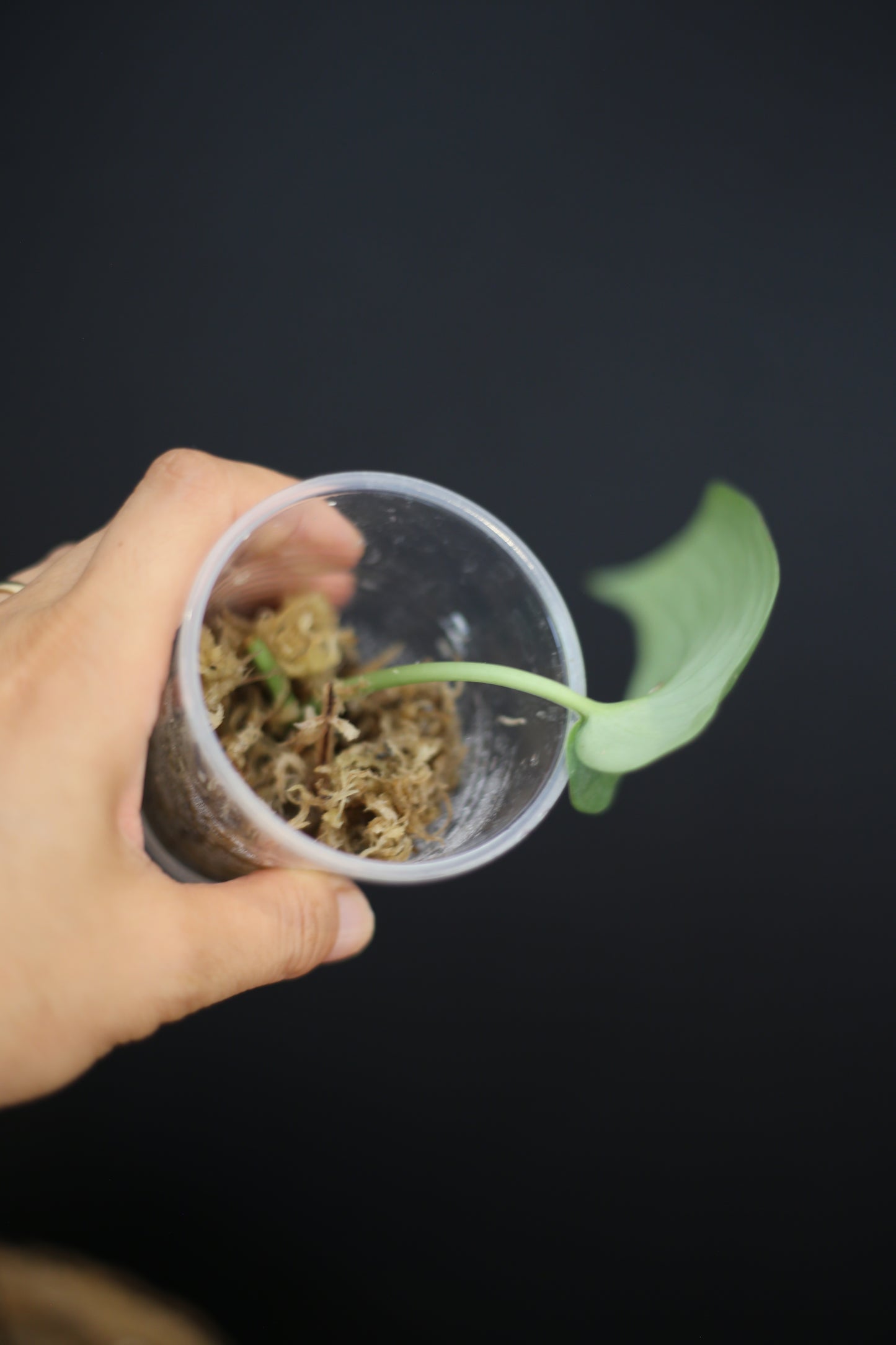 Scindapsus Silver Tattoo | Rare Silver Marbled Aroid Trailing Houseplant