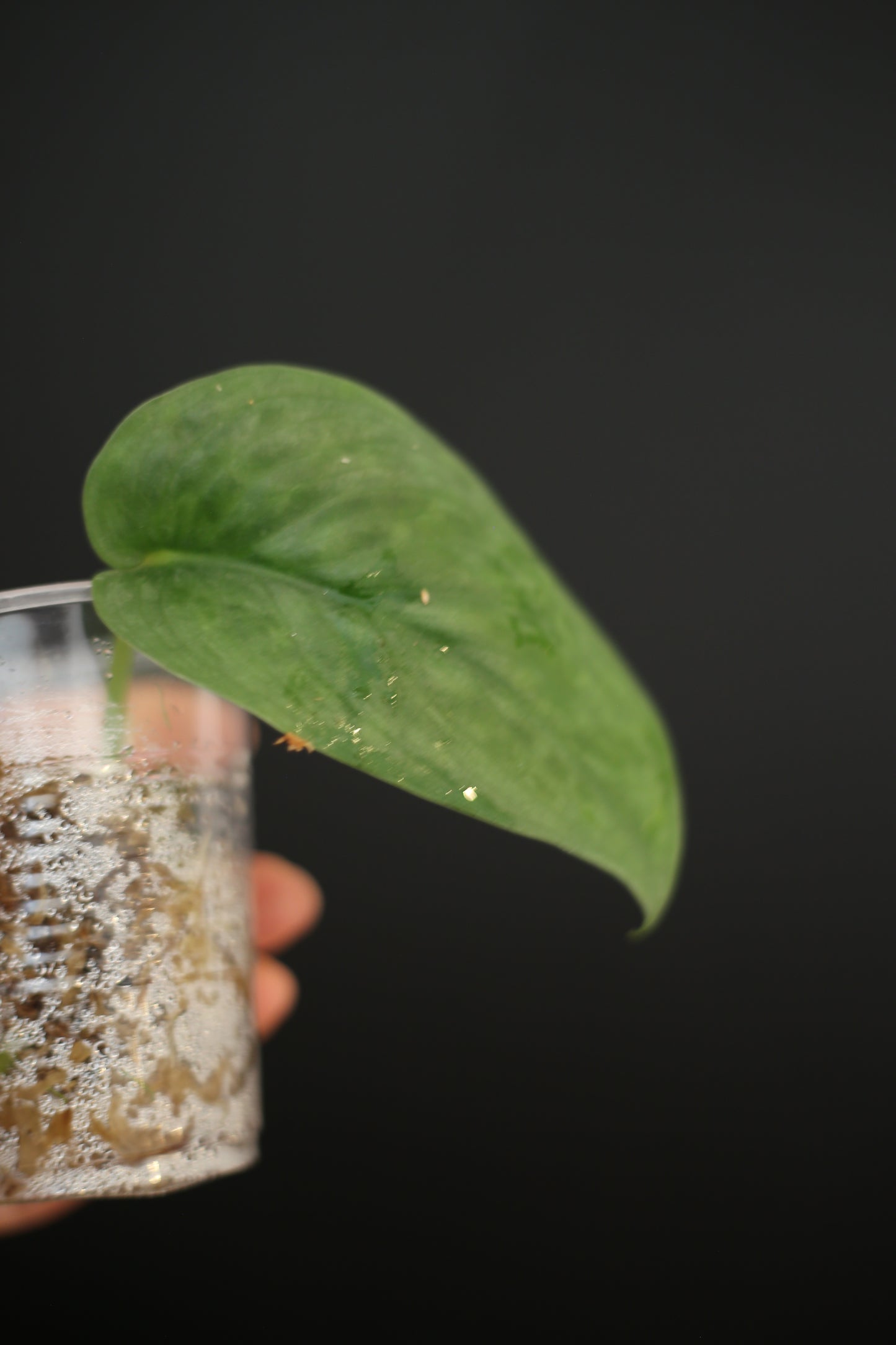 Scindapsus Silver Tattoo | Rare Silver Marbled Aroid Trailing Houseplant