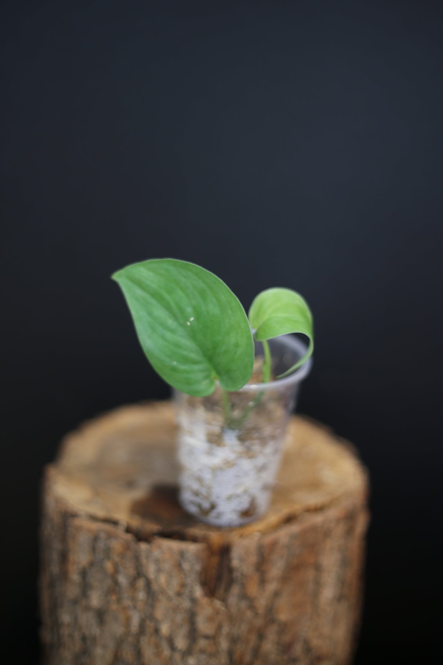Rare Scindapsus Silver Tattoo | Bold Silver Patterned Trailing Plant