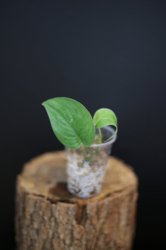 Rare Scindapsus Silver Tattoo | Bold Silver Patterned Trailing Plant