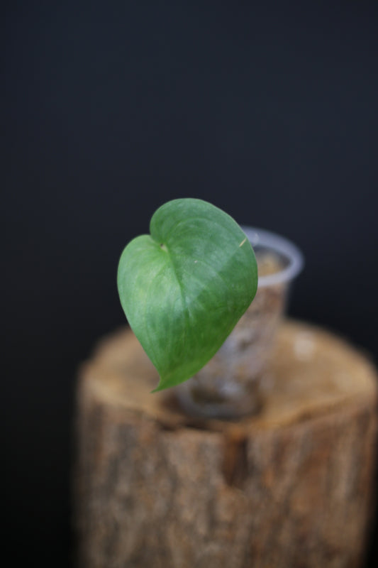 Scindapsus Silver Tattoo | Collector Silver Variegated Aroid