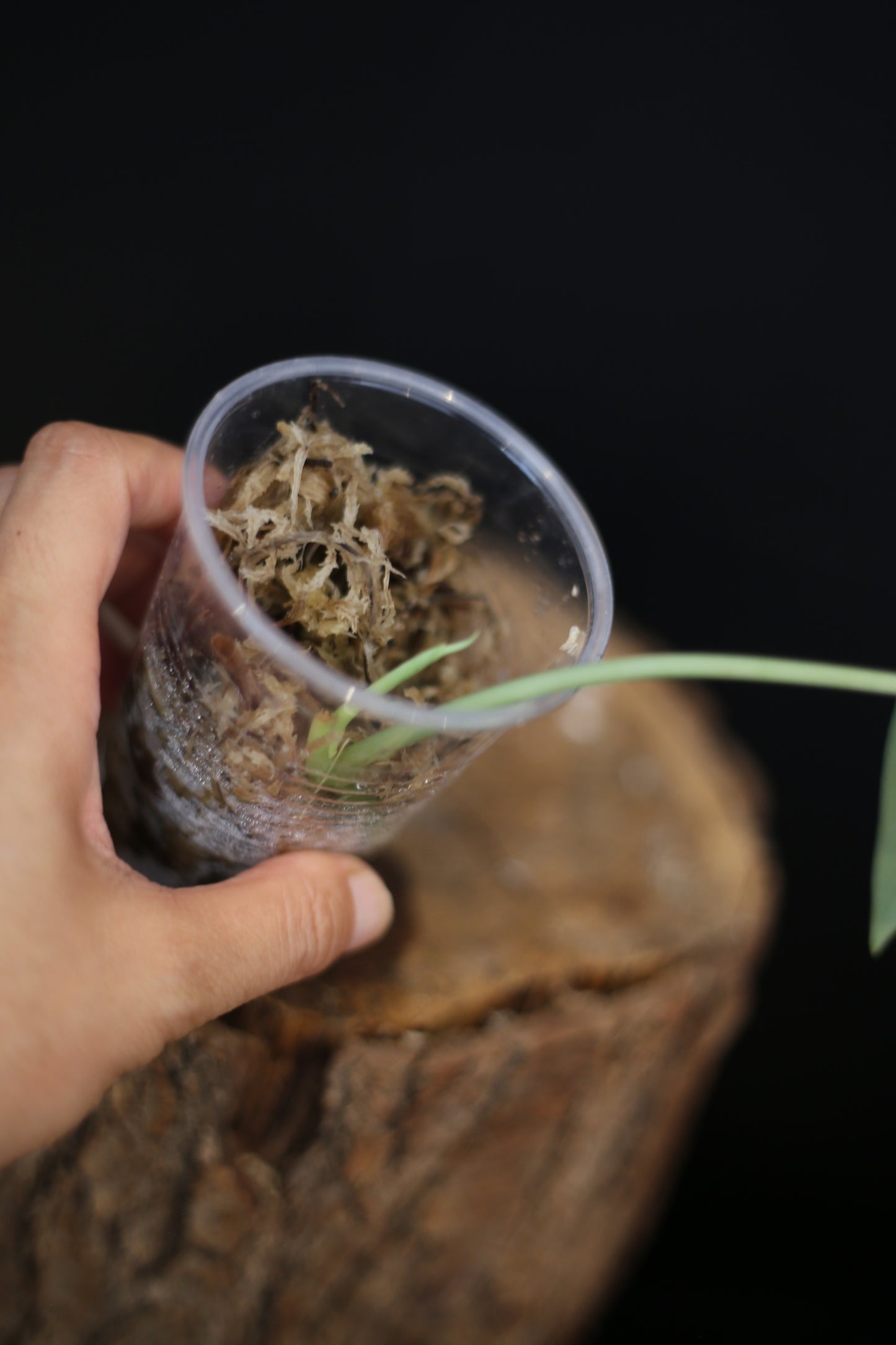 Scindapsus Silver Tattoo | Collector Silver Variegated Aroid