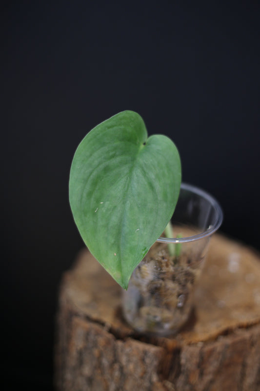 Scindapsus Silver Tattoo | Striking Silver Marked Trailing Houseplant