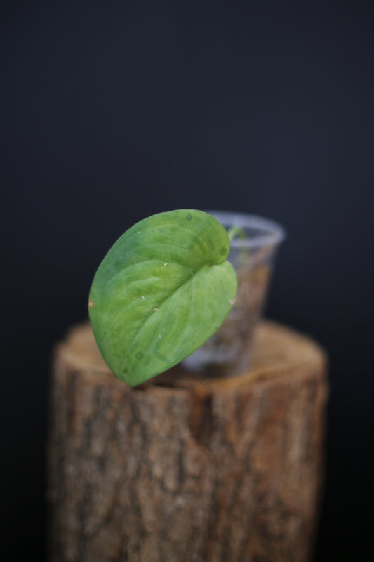Rare Scindapsus Silver Tattoo | High Silver Contrast Aroid Plant