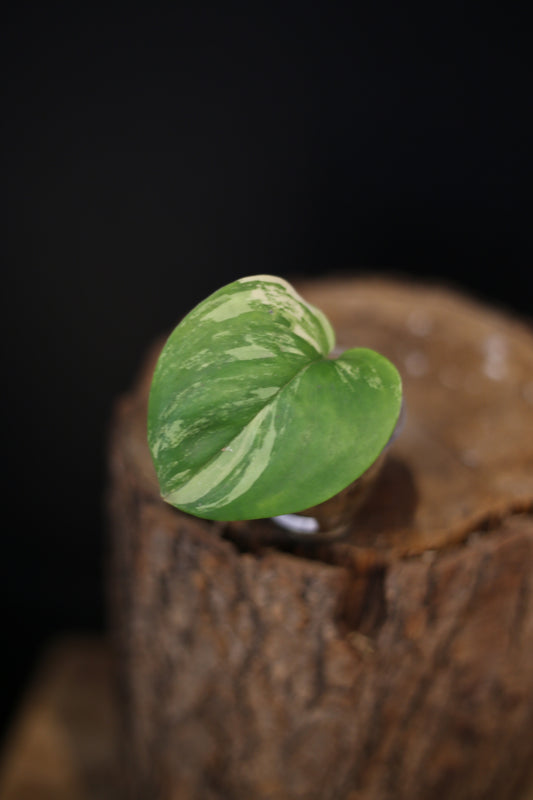 Scindapsus Treubii Moonlight Aurea Variegated | Rare Golden Aroid Trailing Houseplant