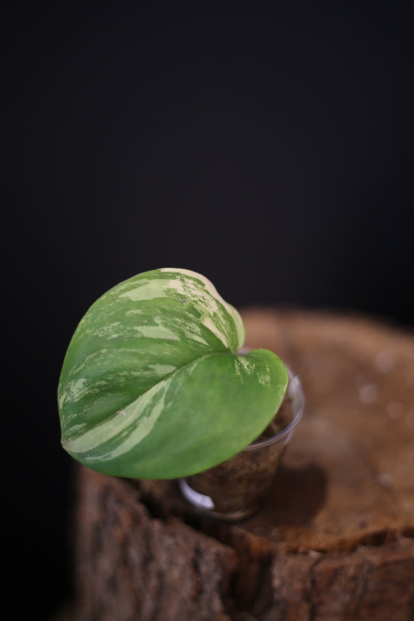 Scindapsus Treubii Moonlight Aurea Variegated | Rare Golden Aroid Trailing Houseplant