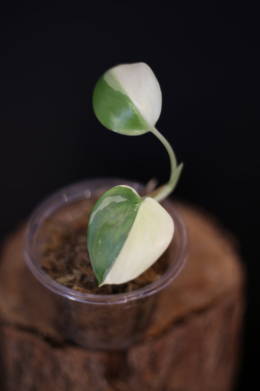 Scindapsus Treubii Moonlight Albo Variegated | Rare White Variegated Aroid Trailing Houseplant
