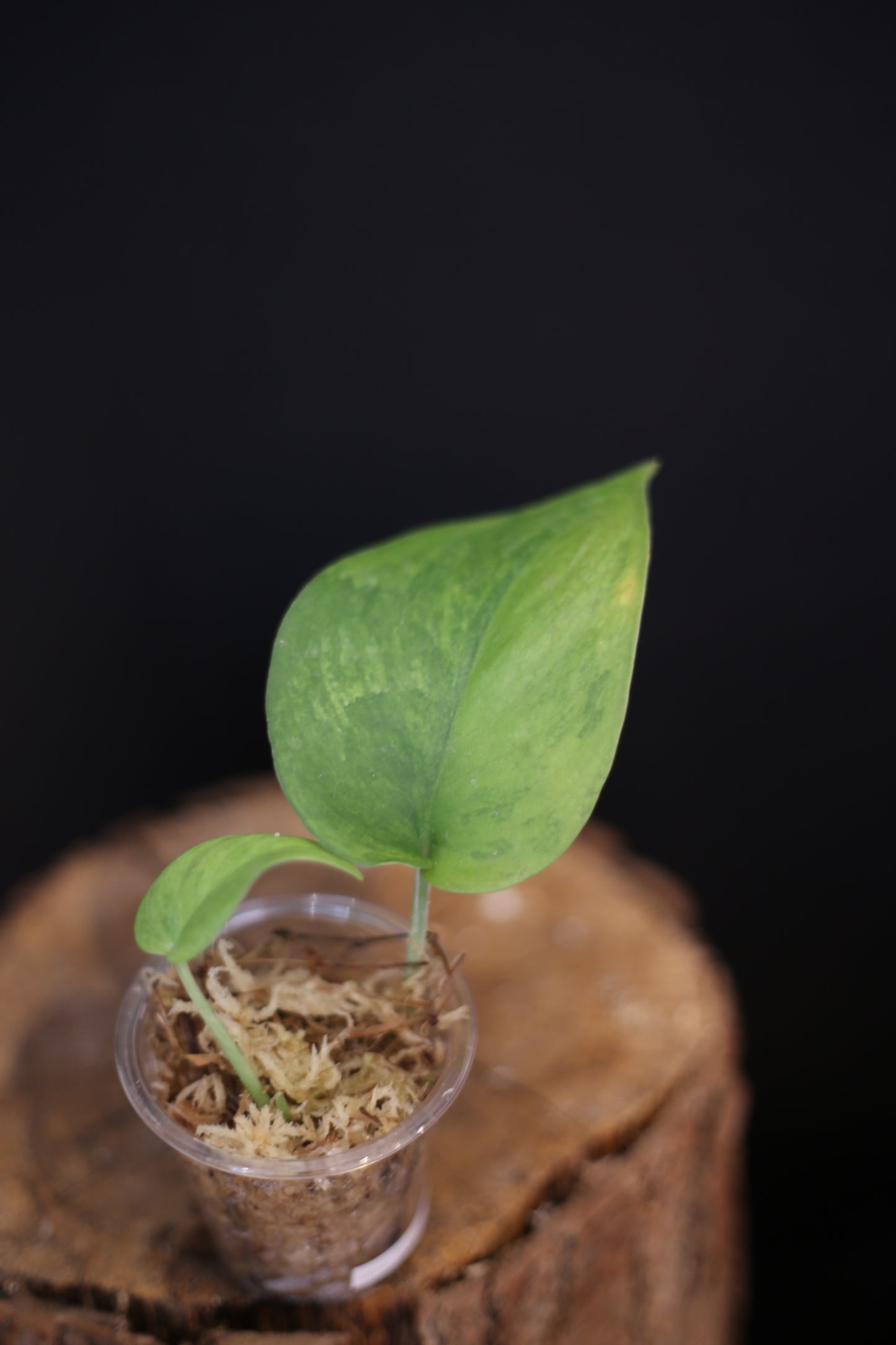 Scindapsus Silver Splash Tricolor Variegated | Rare Multicolour Aroid Trailing Houseplant