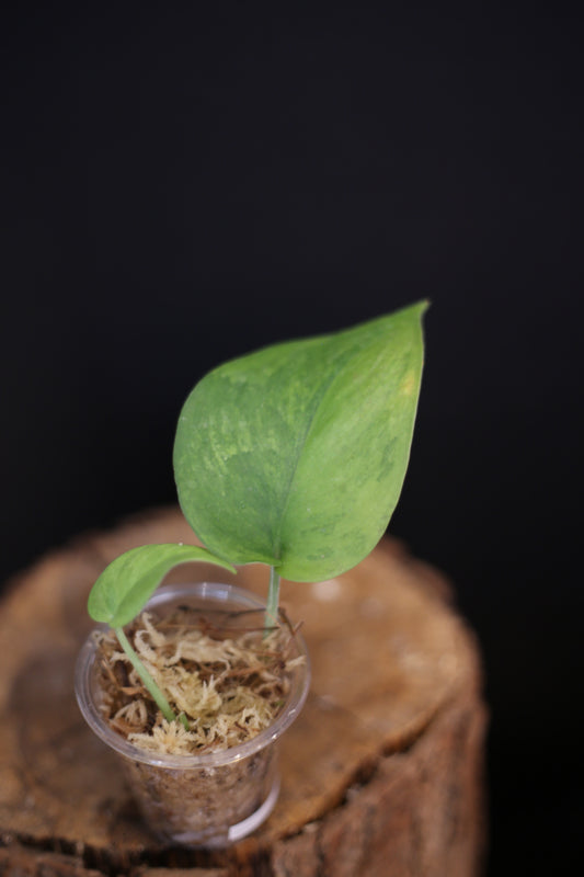 Scindapsus Silver Splash Tricolor Variegated | Rare Multicolour Aroid Trailing Houseplant