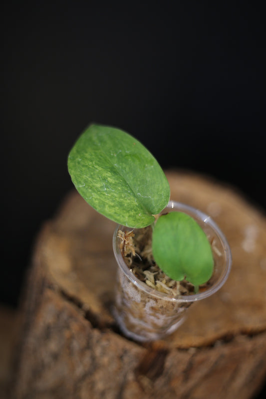 Scindapsus Silver Splash Tricolor Variegated | Collector Tricolour Variegated Aroid