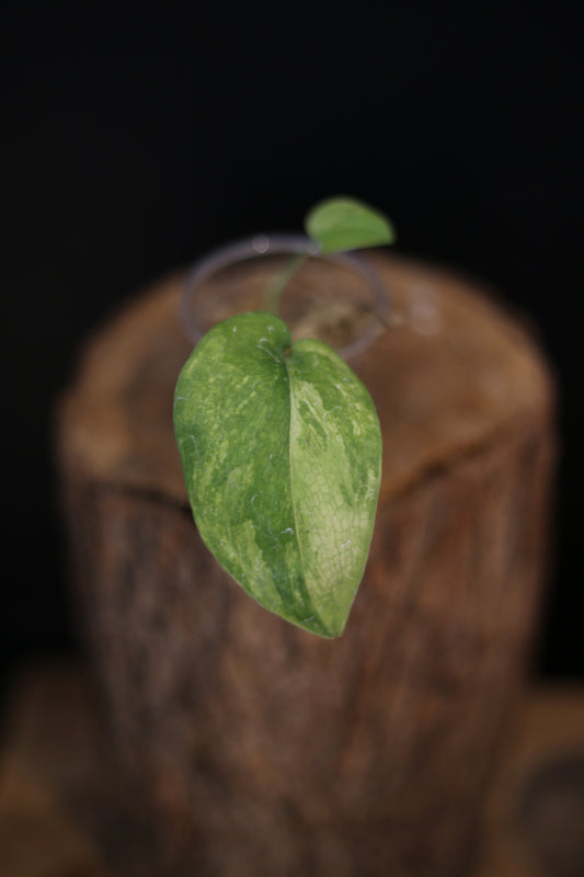 Rare Scindapsus Silver Splash Tricolor Variegated | Silver Splashed Collector Plant