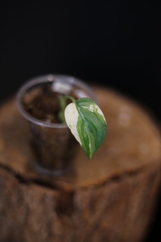Scindapsus Salamountain Variegated | Rare Silver Marbled Aroid Trailing Houseplant