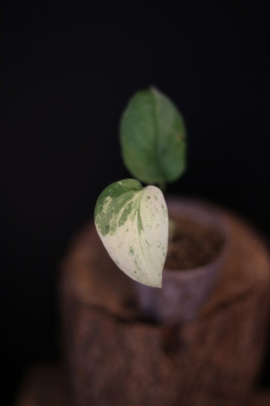 Rare Scindapsus Salamountain Variegated | Silver Green Variegated Trailing Plant