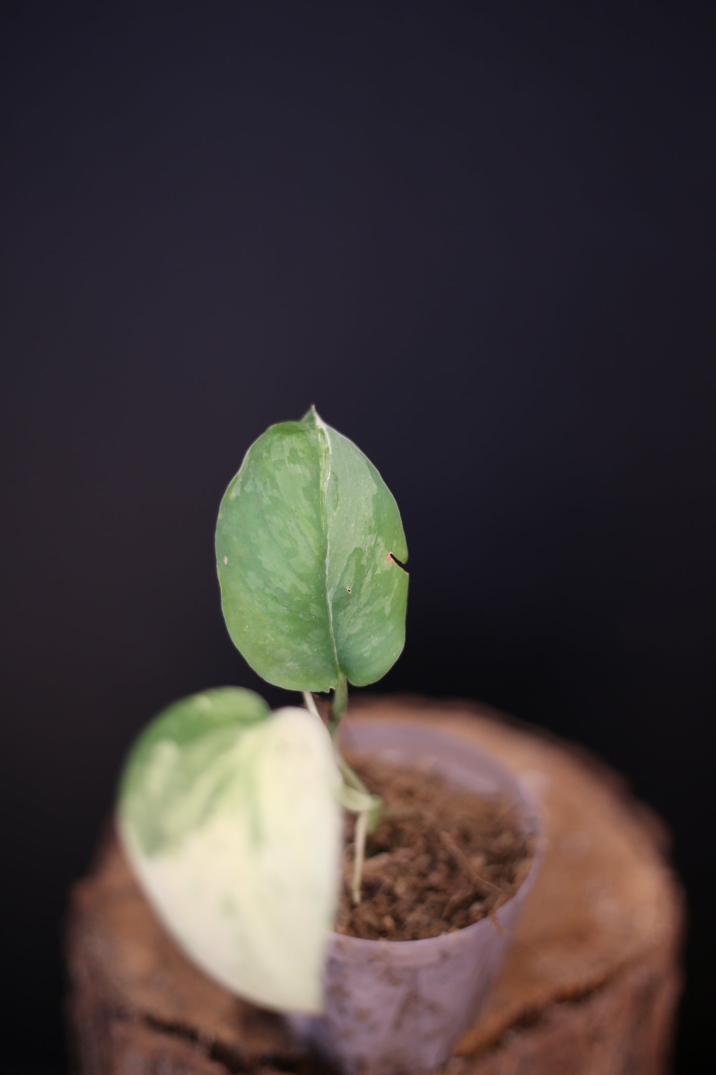 Rare Scindapsus Salamountain Variegated | Silver Green Variegated Trailing Plant