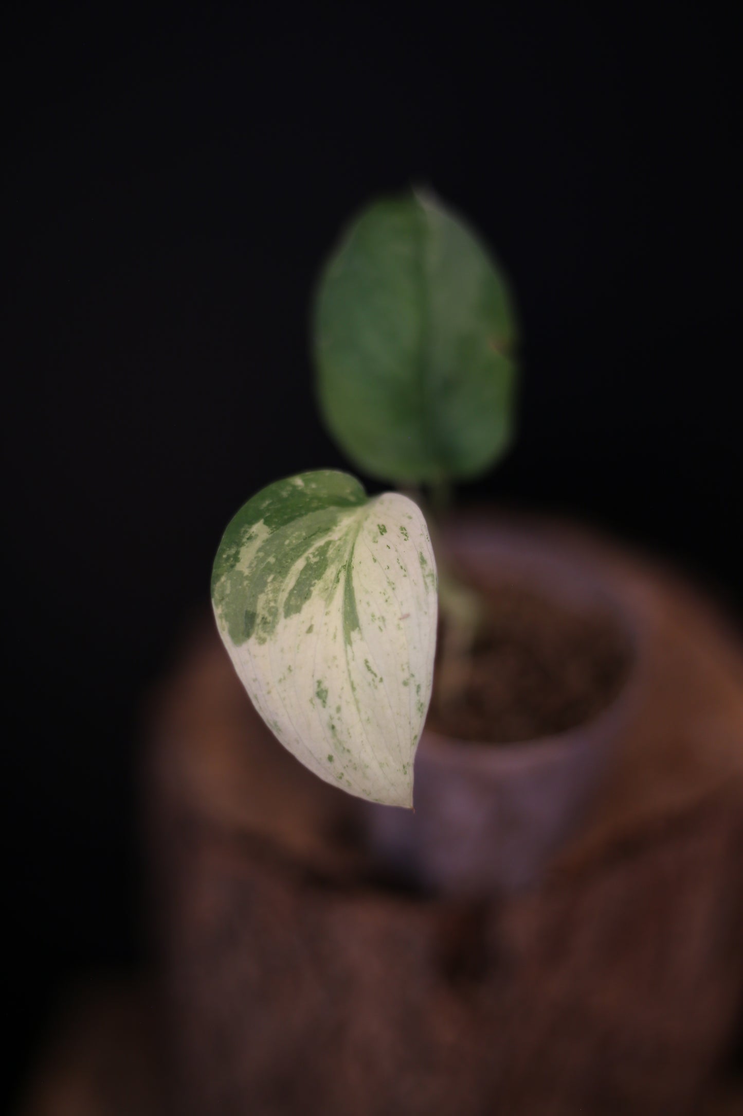 Rare Scindapsus Salamountain Variegated | Silver Green Variegated Trailing Plant