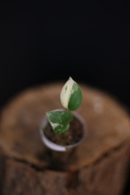 Scindapsus Salamountain Variegated | Collector Variegated Silver Aroid