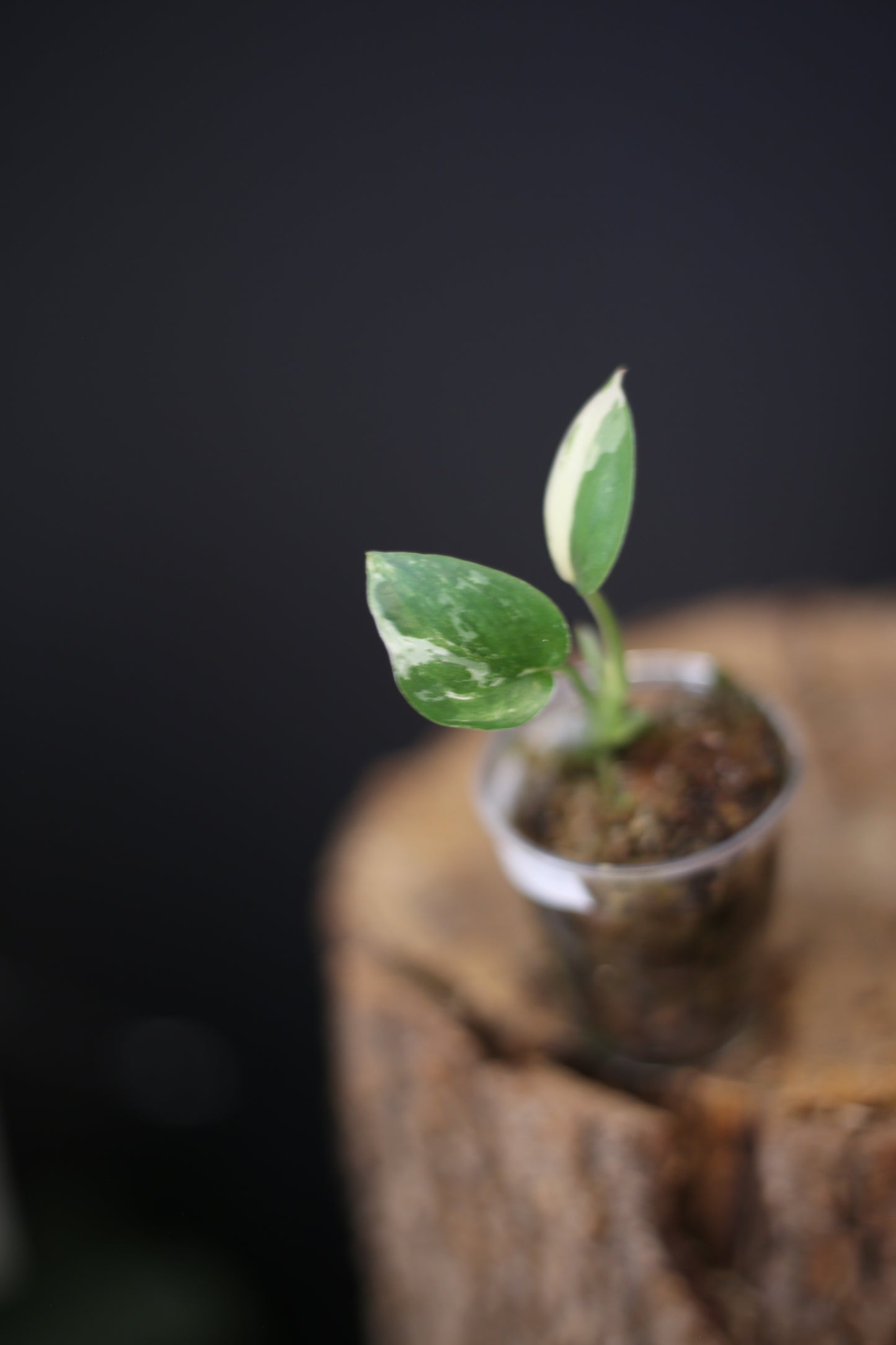 Scindapsus Salamountain Variegated | Collector Variegated Silver Aroid