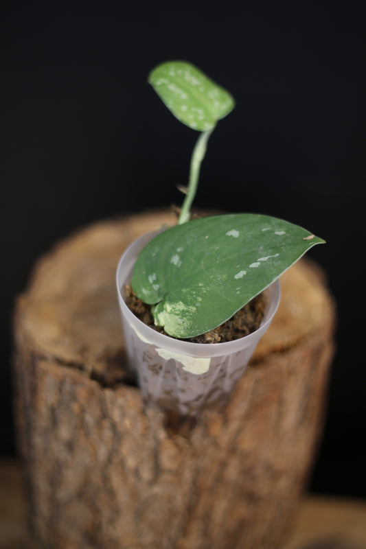 Scindapsus Sentarum Variegated | Rare Silver Marbled Aroid Trailing Houseplant